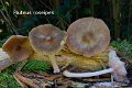 Pluteus roseipes-amf2125